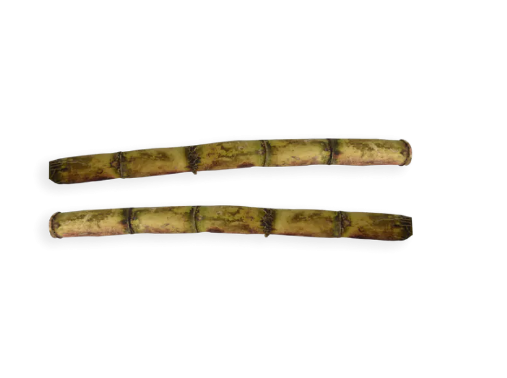 Sugarcane 1 EACH